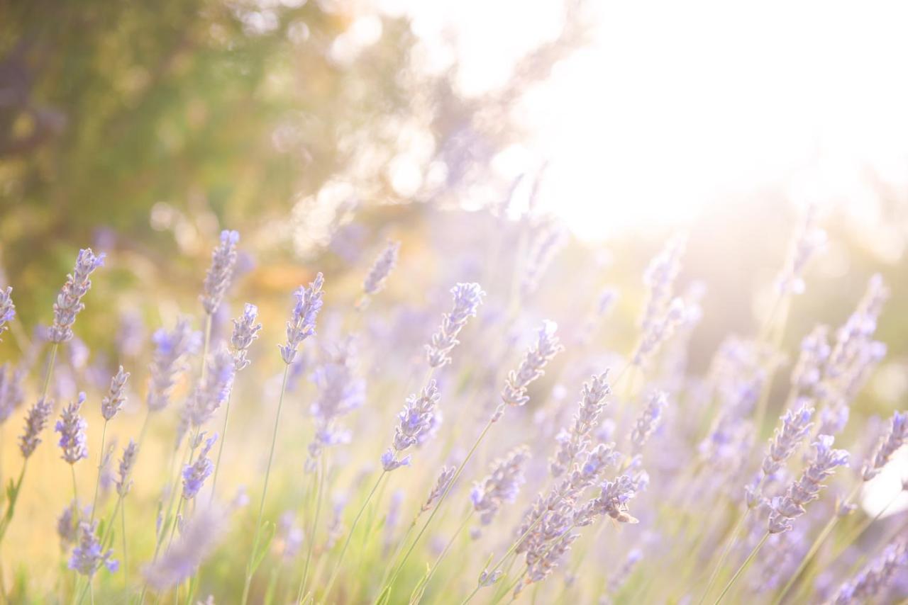 Lavanda Farm Apartmani Rakovica Exterior photo