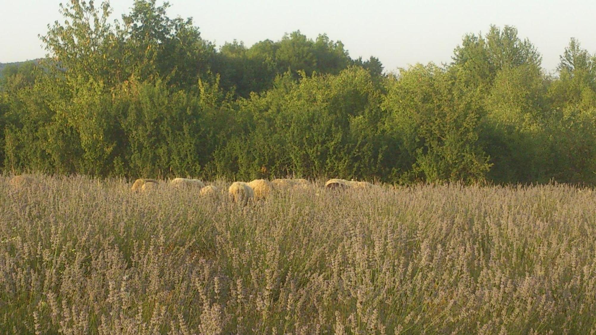 Lavanda Farm Apartmani Rakovica Exterior photo